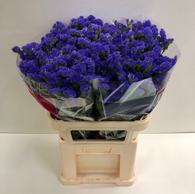 Statice crystal dark blue.jpg